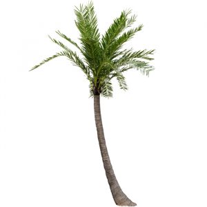 Artificial large bend coconut tree 1 300x300 1